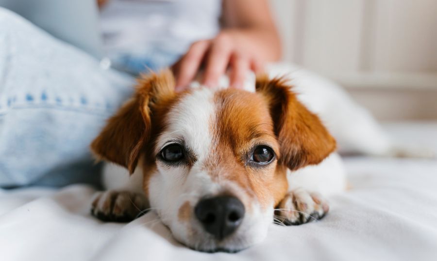 preparar el hogar para un nuevo perro