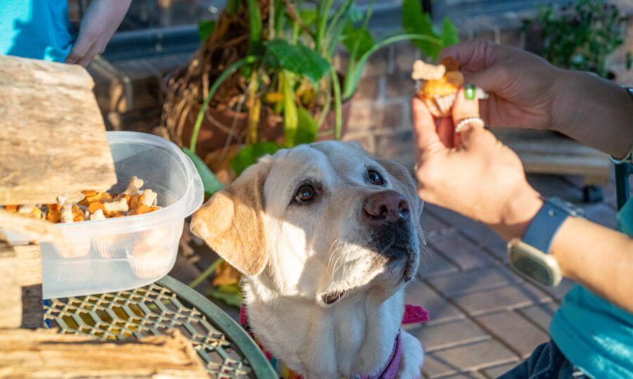 Alimentacion perro