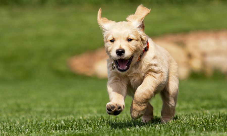 Consejos cachorros