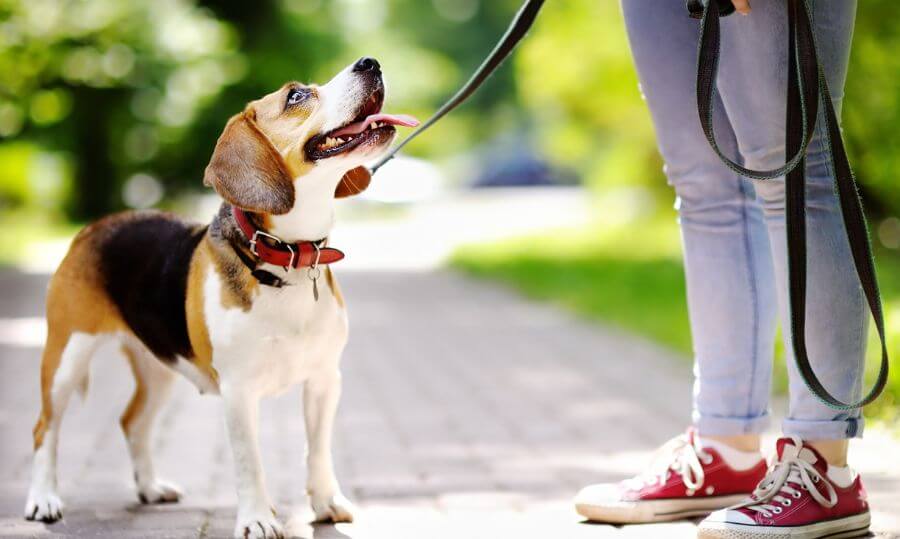 Curso obediencia perro