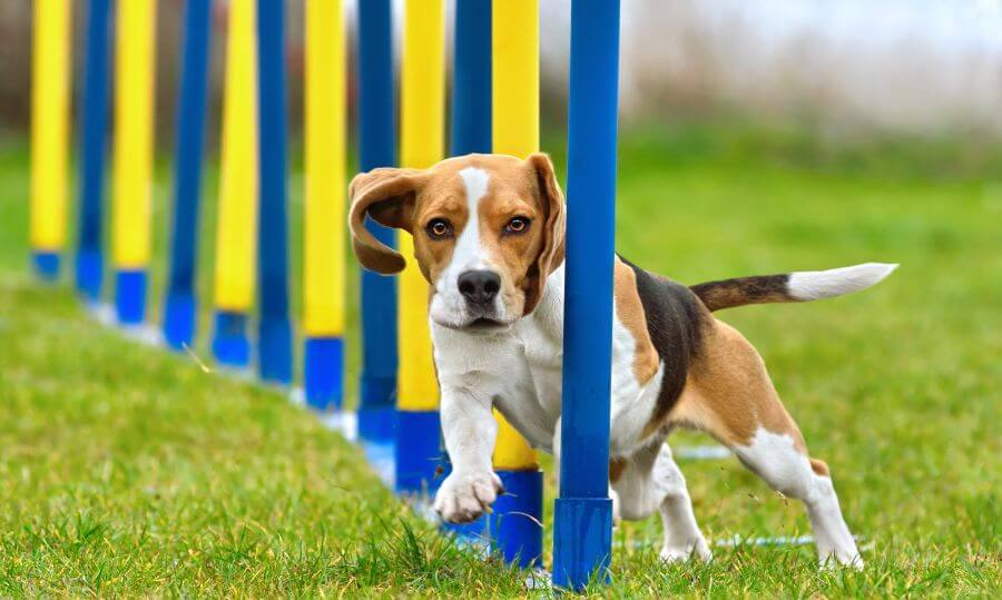 Entrenamiento perro