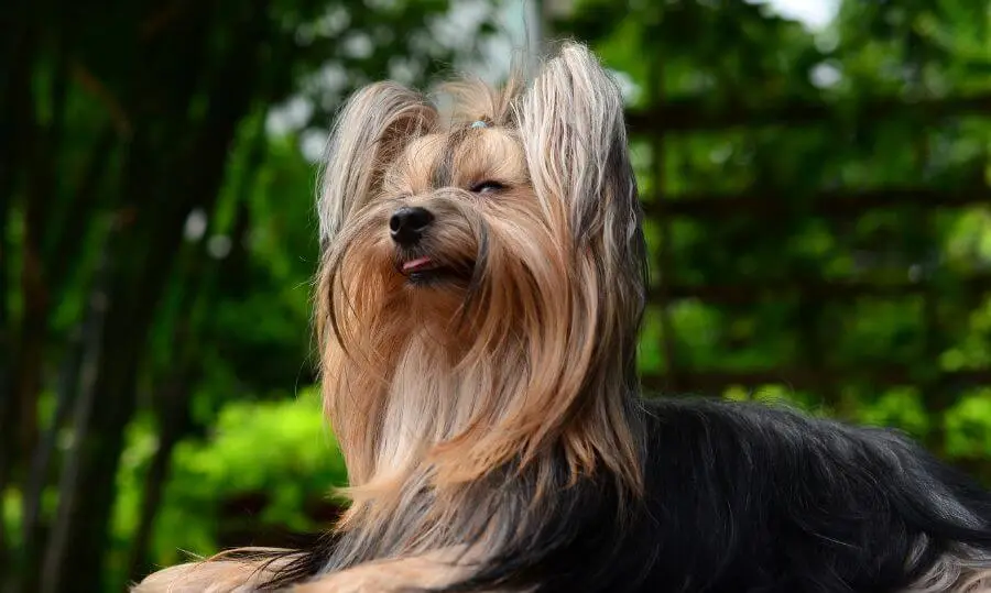 Perro Yorkshire Terrier