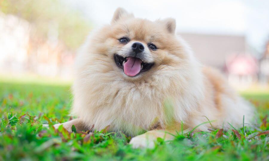 Perro Pomerania