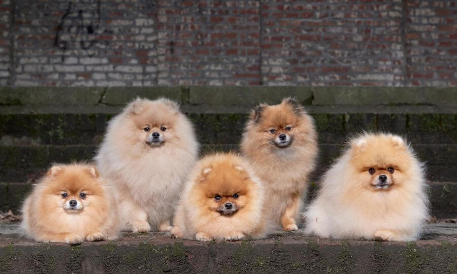 Pomeranias