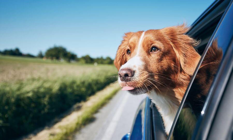 Viajar con perro